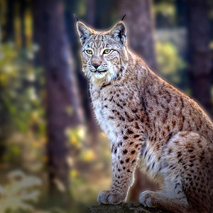 Luchs