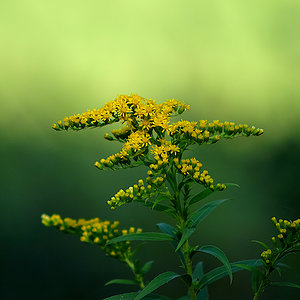 gelbe Blüten