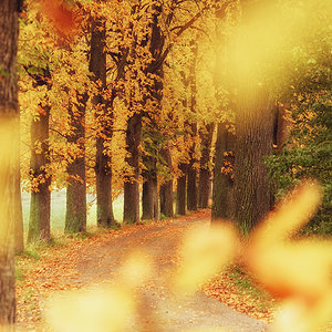 Wege im Herbst