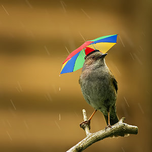 Besser mit Schirm!