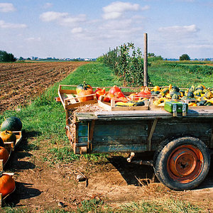 Landschaft mit Kürbis