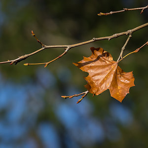 Last leaf