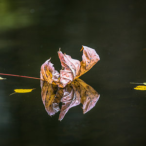 Schwimmender Herbst