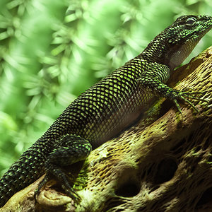 Leguan in Kaktusumgebung