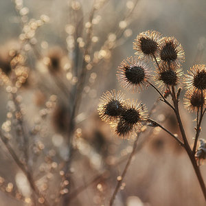 Herbst-Bokeh