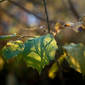 Haselnussblätter im Herbst
