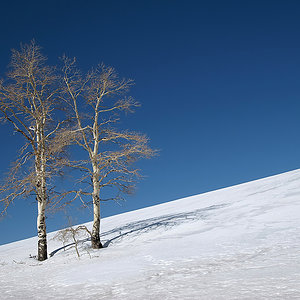 Birken im Schnee