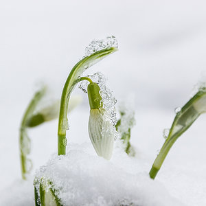 Tapfere Schneeglöckchen!