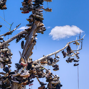 Tree of Shoes