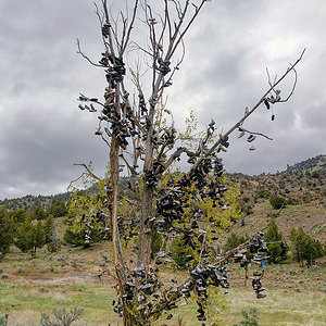 Tree of Shoes II