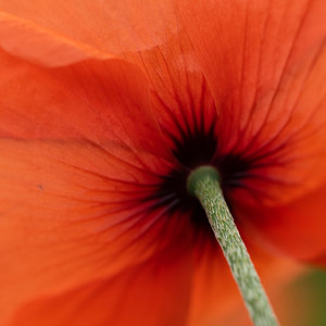 Mohn von unten