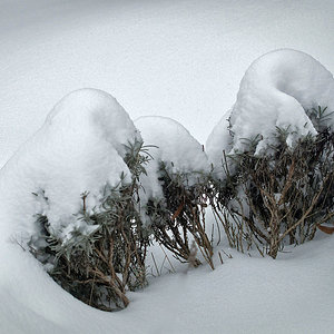 Lavendel unter Schnee