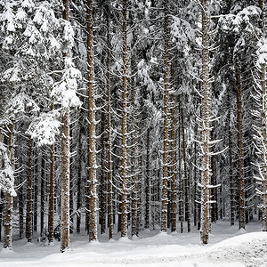 Frost im Wald.jpg