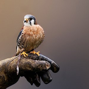 Ein Buntfalke auf dem Handschuh des Falkners