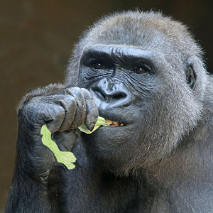Gorilla1.jpg