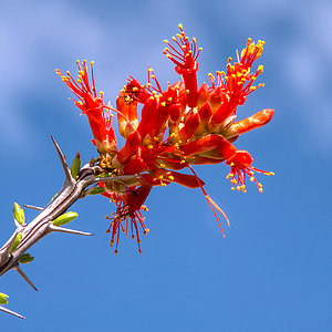 Ocotillo