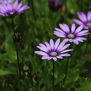 Violette Blüten