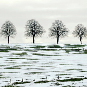 7 Bäume - Schneeweiß korrigiert