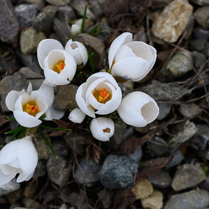 Schnee weg, Blümchen da