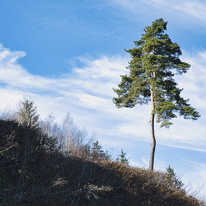 Baum 1.jpg