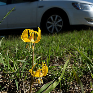 Glacier Lily