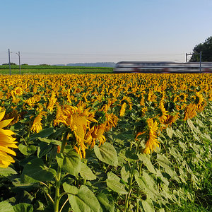 Sonnenblumenfeld