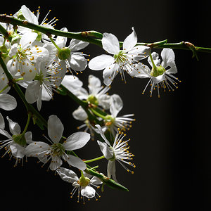 Mirabellenblüten