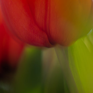 Tulpe - der letzte Versuch....