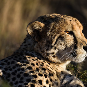 Cheetah Portrait II