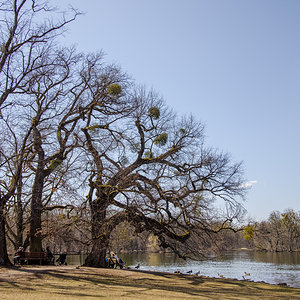März 2021: Bäume am See