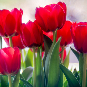 rote Tulpen am Fenster