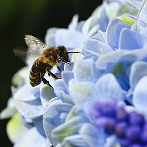 Biene fliegt auf Hortensie