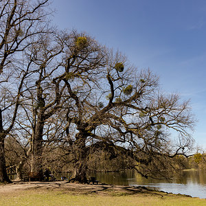 April 2021 Bäume am See