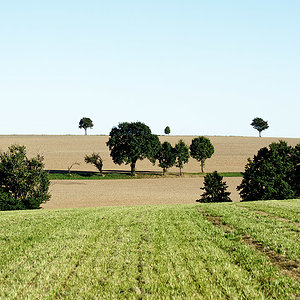 Felder und Bäume