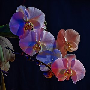 Eine Orchideenrispe