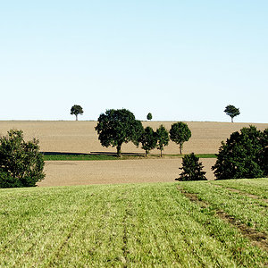 Felder und weniger Bäume