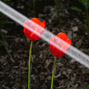 Rote Tulpen.