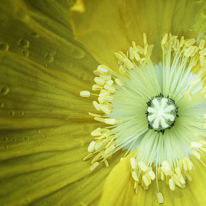 Gelbe Blume.jpg