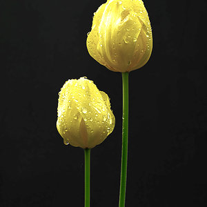 2 Tulpen