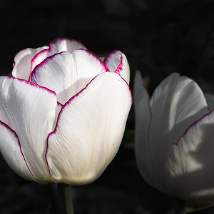 Letzte Tulpe