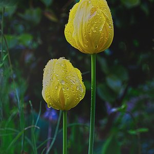 Noch einmal die 2 Tulpen