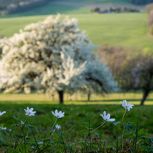 einfach Frühling