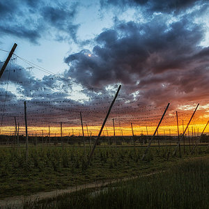 Hopfengarten im Sonnenuntergang