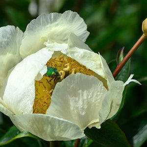 Die Pfingsrose hat Besuch