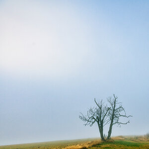 schon wieder ein Baum