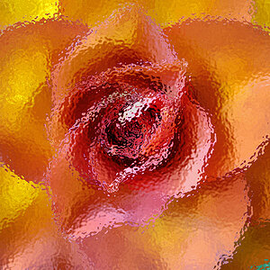 Rosenblüte hinter Glas