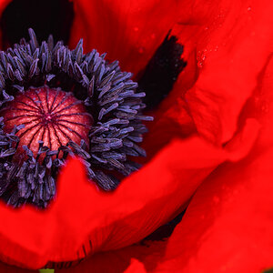 Mohn