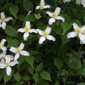 Clematis