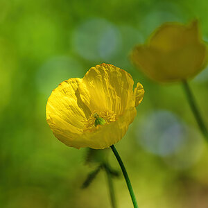 Gelber Mohn