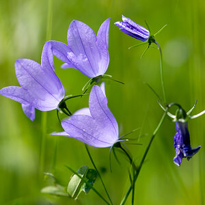 kleine Glockenblume